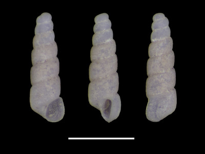 2010-1716_Moitessieria_pasterae_ps_MPM