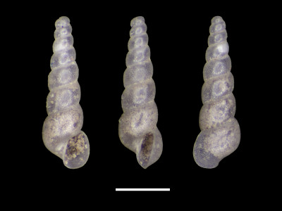 2010-1717_Moitessieria_prioratensis_ps_MPM