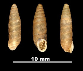 280px-Pupa_bofilli_89-8572_DVP