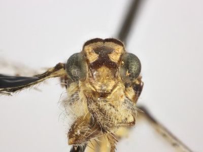 68-8076_Elicura_litigator_03