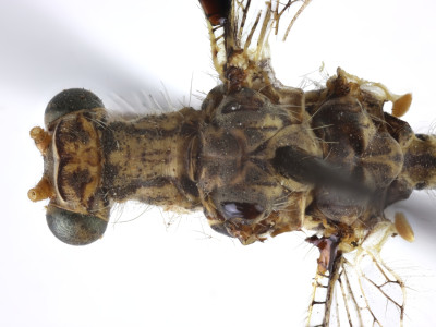 68-8076_Elicura_litigator_04