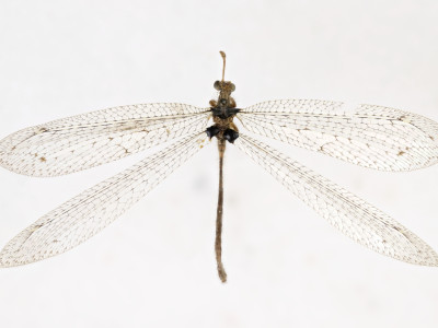 68-8077_Elicura_litigator_01