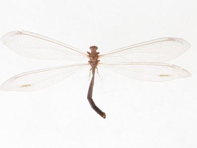 68-8078_Formicaleo_sanguinolentus_01