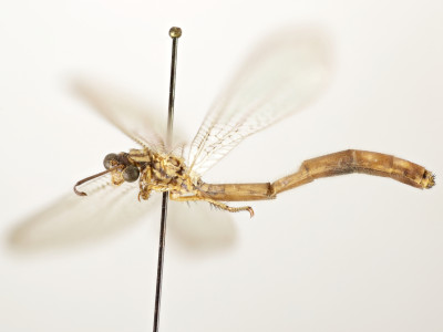 68-8079_Formicaleo_stictopterus_02