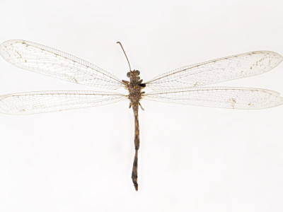 68-8080_Formicaleo_masi_01