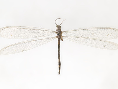 68-8081_Feineurs_formosanus_01