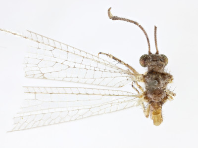 68-8082_Salvaza_cornutus_01