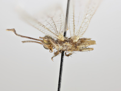 68-8082_Salvaza_cornutus_02