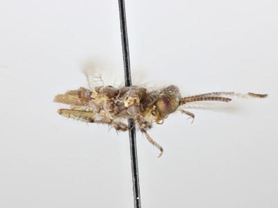 68-8082_Salvaza_cornutus_03