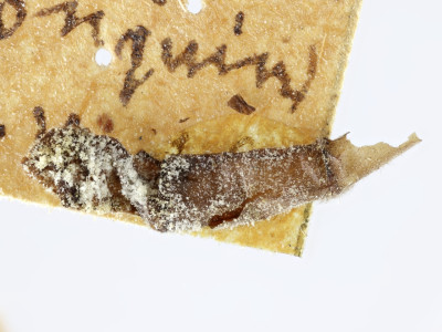 68-8082_Salvaza_cornutus_04