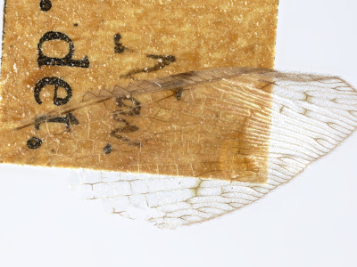 68-8082_Salvaza_cornutus_05