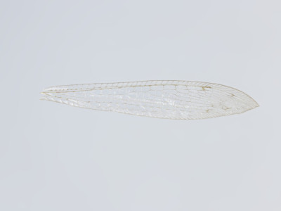 68-8082_Salvaza_cornutus_06