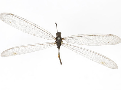 68-8083_Feinerus_umbratus_01