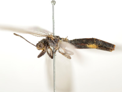 68-8083_Feinerus_umbratus_02