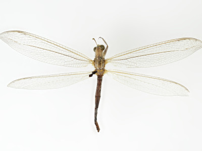 68-8084_Phanoclisis_longicollis_signata_01