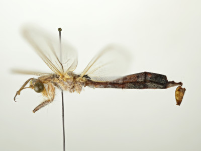 68-8084_Phanoclisis_longicollis_signata_02