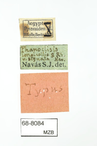 68-8084_Phanoclisis_longicollis_signata_etiquetes