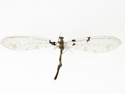 68-8085_Bullanga_binaria_01