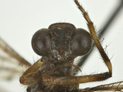 68-8085_Bullanga_binaria_03