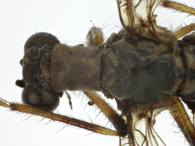 68-8085_Bullanga_binaria_05