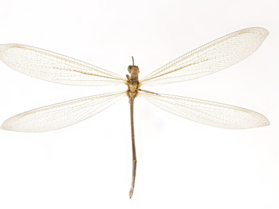 70-1758_Ameromyia_baronei_02