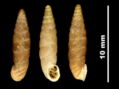 771px-Abida_secale_elegantissima_89-8610_DVP