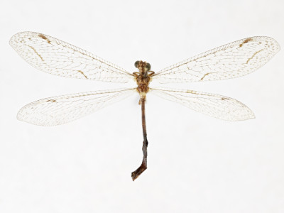 78-0905_Formicaleo_cuigneti_01