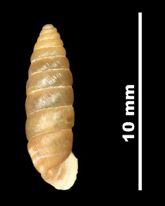 Abida_cadica_brauniopsis_89-8545_D