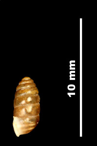 Abida_secale_cadiensis_89-8601_P