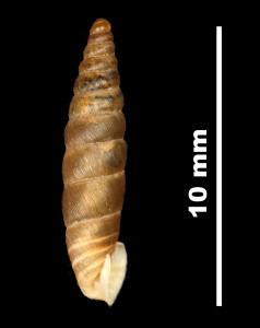 Abida_secale_elegantissima_89-8608_P