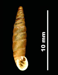 Abida_secale_elegantissima_89-8608_V