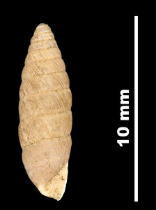 Abida_secale_meridionalis_2001-0284_P