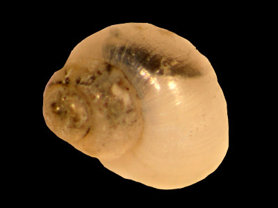 Amnicola_globulus_80-1589A_D