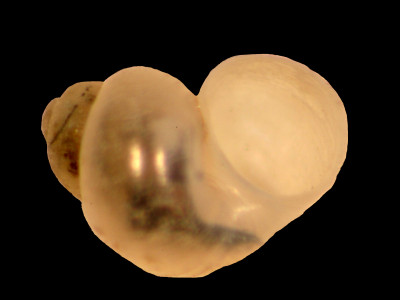 Amnicola_globulus_80-1589A_V