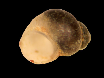 Amnicola_globulus_80-1589B_V