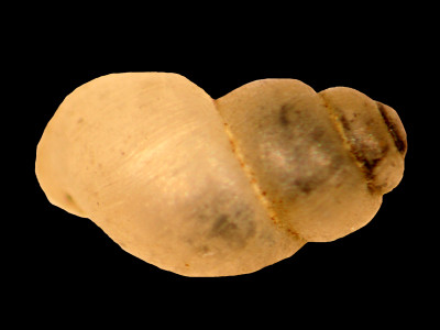 Bythinella_batalleri_80-2338A_D