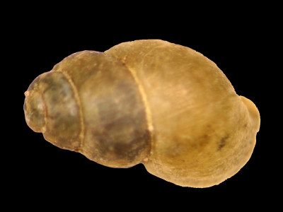 Bythinella_batalleri_80-2338B_D