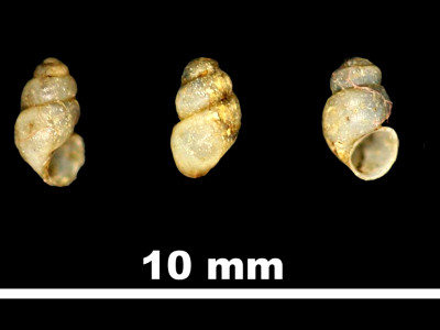 Bythinella_brevis_persuturata_80-2214_DV