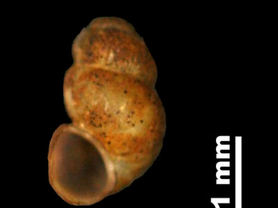 Bythinella_brevis_persuturata_80-2334A_P