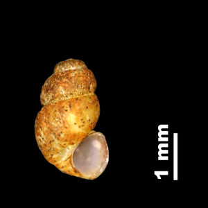 Bythinella_brevis_persuturata_80-2334A_V