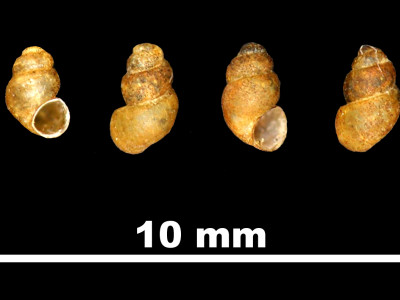 Bythinella_brevis_persuturata_80-2334B_DV