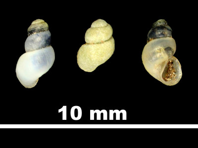 Bythinella_perilongata_80-2202_DV