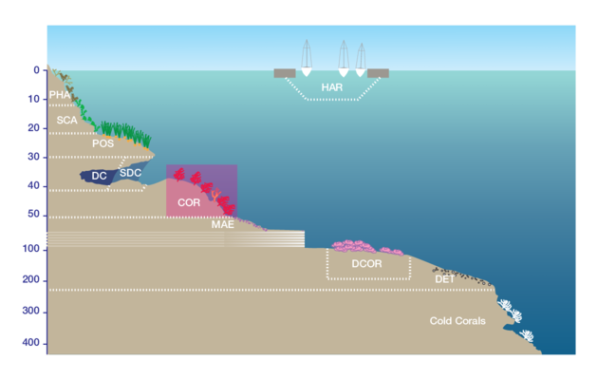 Turbicellepora coronopusoida