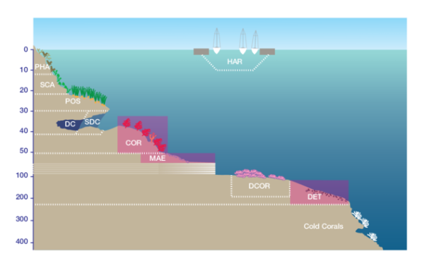 Reptadeonella violacea