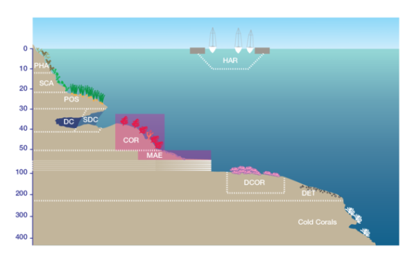 Smittoidea reticulata