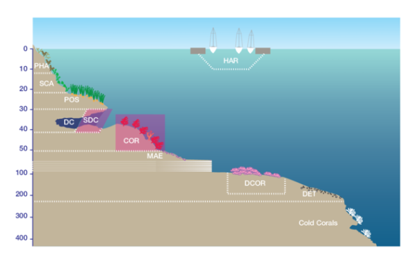 Hippellozoon mediterraneum