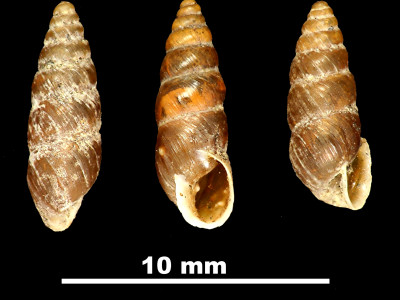 Chondrina_altimirai_89-8584_DV