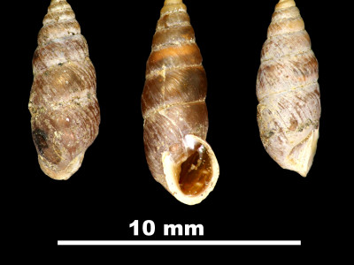 Chondrina_altimirai_89-8586_DVP