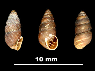 Chondrina_calpica_altenai_89-8603_DVP