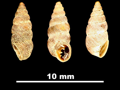 Chondrina_gasulli_84-2371_DV